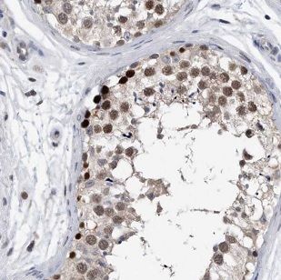 AUTS2 Antibody - BSA Free