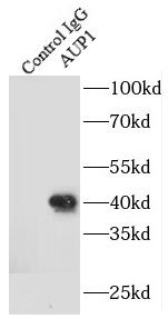 Ancient ubiquitous protein 1 Antibody - BSA Free
