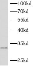 ATPAF2 Antibody - BSA Free
