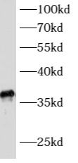 ATPAF1 Antibody - BSA Free