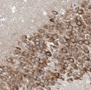 ATP6V1G2 Antibody - BSA Free