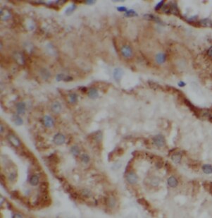 ATP6V1G1 Antibody - BSA Free