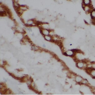 ATP5L Antibody - BSA Free