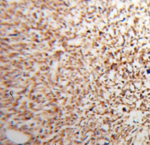 ATP5J Antibody - BSA Free