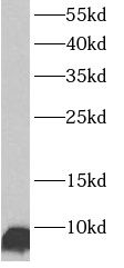 ATP5J Antibody - BSA Free