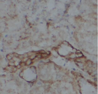 ATP5D Antibody - BSA Free