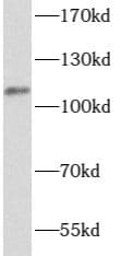 ATP12A Antibody - BSA Free