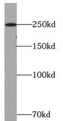 ATG2B Antibody - BSA Free
