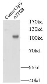 ATF6 beta Antibody - BSA Free