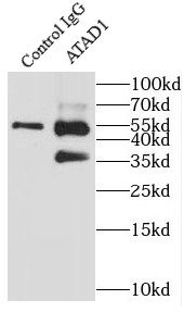 ATAD1 Antibody - BSA Free