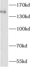 ASTN2 Antibody - BSA Free