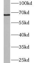 ASB-14 Antibody - BSA Free
