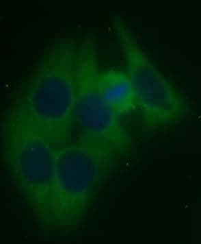 ASB13 Antibody - BSA Free