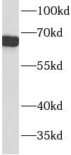 ACTR5 Antibody - BSA Free