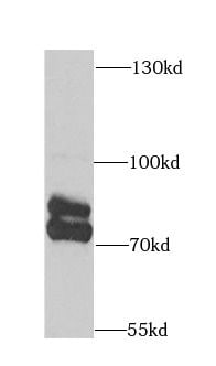 ARNT2 Antibody - BSA Free