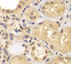 ARNT2 Antibody - BSA Free