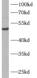 ARMCX1 Antibody - BSA Free