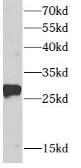 ARMC7 Antibody - BSA Free