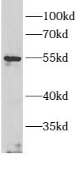 ARMC5 Antibody - BSA Free