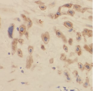 ARMC10 Antibody - BSA Free