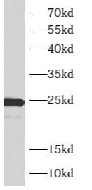 ARL4 Antibody - BSA Free