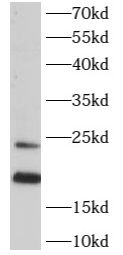 ARL2 Antibody - BSA Free