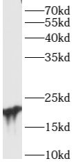 ARL15 Antibody - BSA Free