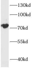 ARHGEF4 Antibody - BSA Free