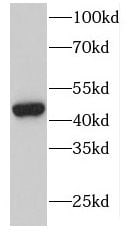 DOC2B Antibody - BSA Free