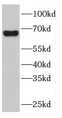 DNAJC11 Antibody - BSA Free