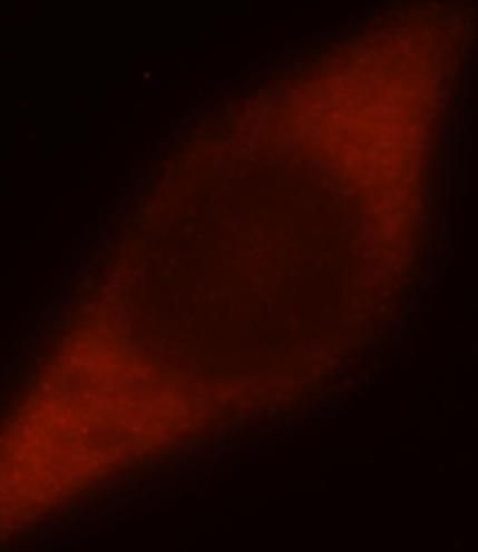 DNAJB4 Antibody - BSA Free