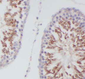 HCG3 Antibody - BSA Free