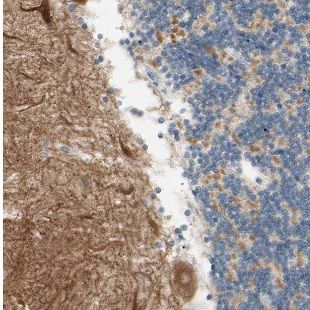 DMXL2 Antibody - BSA Free