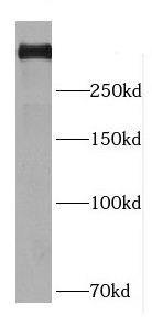 DMXL2 Antibody - BSA Free