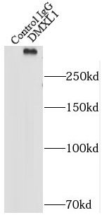 DMXL1 Antibody - BSA Free