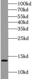 DMRTC1 Antibody - BSA Free