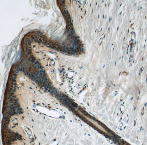 Dermokine beta Antibody - BSA Free