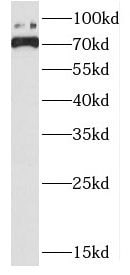 DHX32 Antibody - BSA Free
