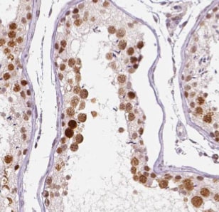 DHX32 Antibody - BSA Free