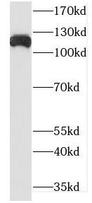 DHX16 Antibody - BSA Free