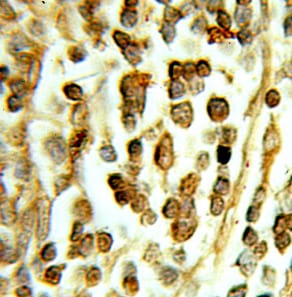 DHX16 Antibody - BSA Free