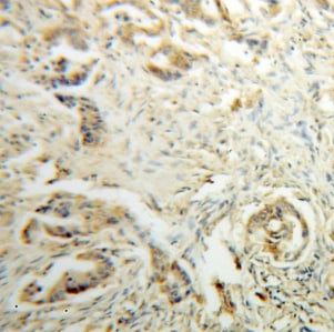 DHDH Antibody - BSA Free