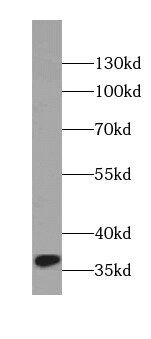 DEPP1 Antibody - BSA Free