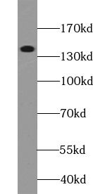DENND3 Antibody - BSA Free