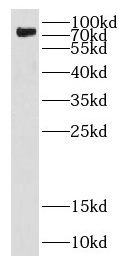 DEF6 Antibody - BSA Free