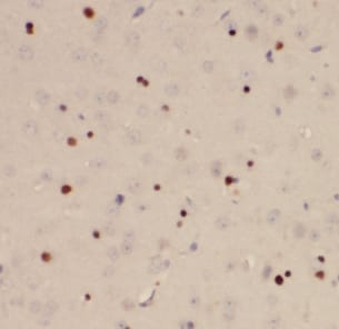 DEDD2 Antibody - BSA Free