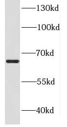 DDX52 Antibody - BSA Free