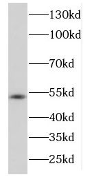 DDX39 Antibody - BSA Free