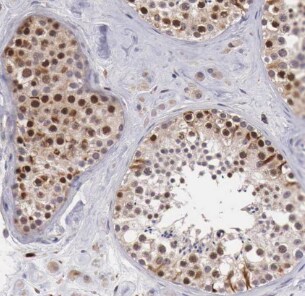 DDX39 Antibody - BSA Free