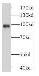 DDX23 Antibody - BSA Free